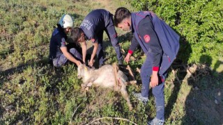 Elazığda definecilerin kazdığı kuyuya düşen keçi kurtarıldı