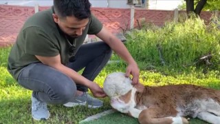 Elazığda yeni doğan buzağı şoke etti