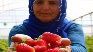 Elazığda yılın ilk örtü altı çilek hasadı başladı