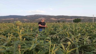 Enginar; sofrada karaciğerin dostu, laboratuvarda kanserin düşmanı çıktı
