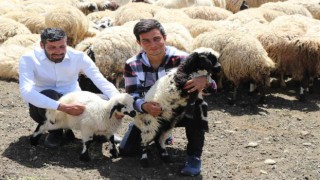 Erzincanda göçerlerin yaylalardaki mesaisi başladı