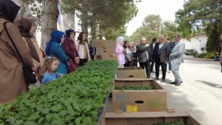 Erzincanda kadın çiftçilere fide desteği