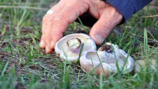 Erzincanda mantar sezonu başladı