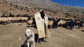 Erzincanda meralar küçükbaş hayvanlarla şenlendi