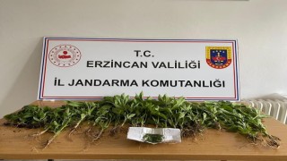 Erzincanda uyuşturucu operasyonunda esrar ve kenevir ele geçirildi