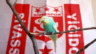 Fanatik muhabbet kuşu “O kupa Sivasa geldi “