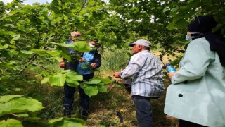 Fındıkta bakım ve zararlılarla mücadele zamanı