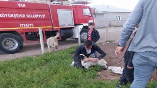 Foseptik çukuruna düşen kuzu itfaiye tarafından kurtarıldı