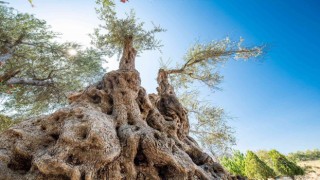 Fuar İzmirde zeytinyağı müzayedesi