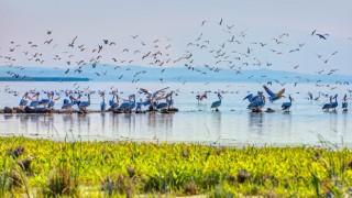 Gelecek nesiller için canlı çeşitliliği bize emanet