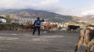 Hakkaride başıboş hayvanlarla mücadele