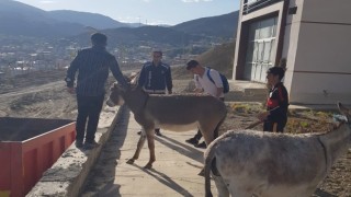 Hakkaride sahipsiz eşekler şehir dışına çıkartıldı