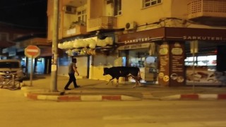 Hatayda kaçan dana ortalığı birbirine kattı