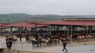 Havza Kapalı Canlı Hayvan Pazarı açıldı