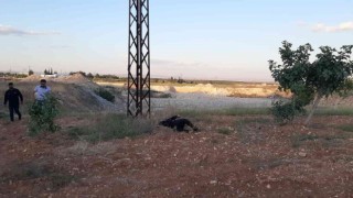 Hırsızlık zanlısının feci sonu