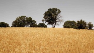 İranın 7 milyon ton buğday ithalatına ihtiyacı var