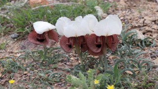 Iris Iberica çiçekleri göz kamaştırıyor