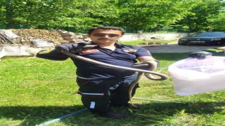 İtfaiye ekiplerinden yılan yakalama operasyonu