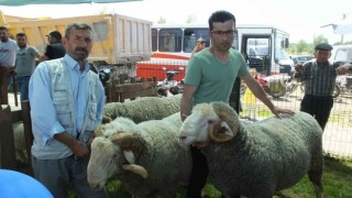 İvrindide 170 kiloluk koçlar ilgi odağı oldu