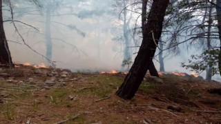 İzmirde iki ilçede orman yangını