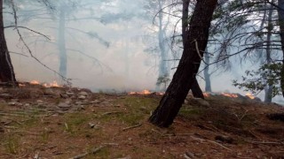 İzmirin iki ilçesindeki orman yangınlarında 12 hektarlık alan zarar gördü