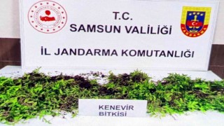 Jandarma 8 bin 758 kök kenevir bitkisi ele geçirdi