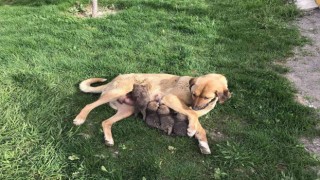 Jandarma köpeği ‘Sarı Kız 4 tilki yavrusuna süt annesi oldu