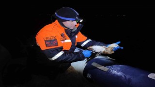 Jandarma yaralı yavru ördeği hayvan hastanesine teslim etti