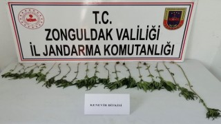 Jandarmadan kenevir operasyonu