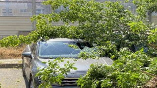 Kadıköyde ağaç 2 otomobilin üzerine devrildi, bir kişi yaralandı