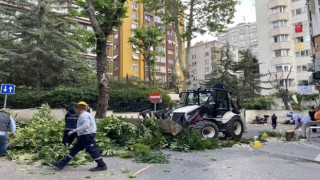 Kadıköyde şiddetli rüzgara dayanamayan ağaç binanın üstüne devrildi