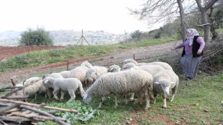Kadın üreticilere verilen koyunlar kuzulamaya başladı