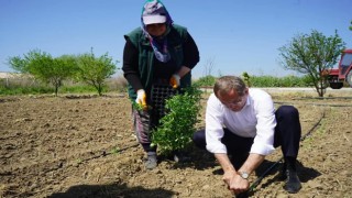 Kadınların dikimini yaptığı organik ürünler Ayvalıkta toprak ile buluştu