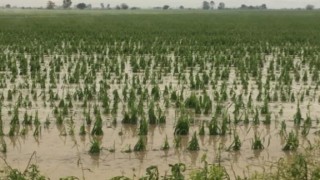 Kadirlide 4 köyde dolu yağışı etkili oldu