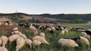Kahramanmaraşta göçerlerin yayla mesaisi başladı