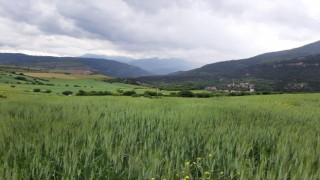Karabükte hububat düşmanı süneye karşı çalışma başlatıldı