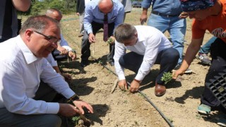 Karabükün yerli domatesi maniyenin fideleri toprakla buluştu