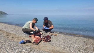 Karadenizde çok konuşulan yunus ölümleri araştırılıyor