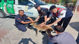 Karamanda yaralı halde bulunan dağ keçisi tedavi altına alındı