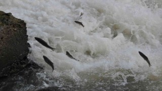 Karsta balıkların ölüm göçü başladı