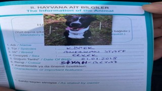 Kartalda keçiyi telef eden pitbull cinsi köpek yakalandı