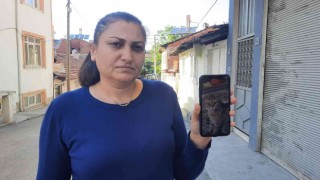 Kaybolan kedisini bulana para ödülü verecek