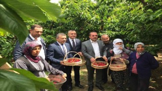 Kemalpaşada ilk kiraz hasadı yapıldı