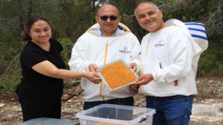 Kilosu 400 TL, milyonlarca arı 100 gramını bir günde topluyor