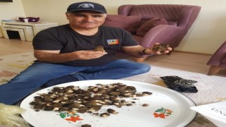 Konyada kilosu 350 liradan alımı yapılan kuzugöbeği hasadı başladı