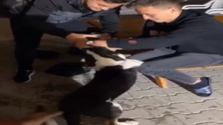 Köpeğe alkol işkencesi