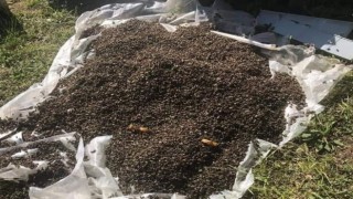 Kovanların ağzının kapatıp yüzbinlerce arıyı telef ettiler