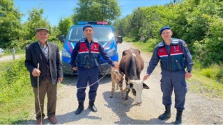 Köylünün kaybolan ineğini jandarma buldu