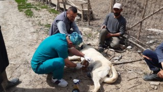 Kurtların saldırdığı köpek tedavi altına alındı