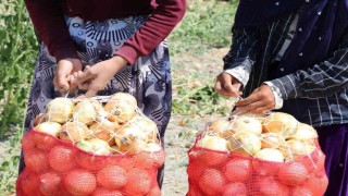 Kuru soğan zam şampiyonu oldu